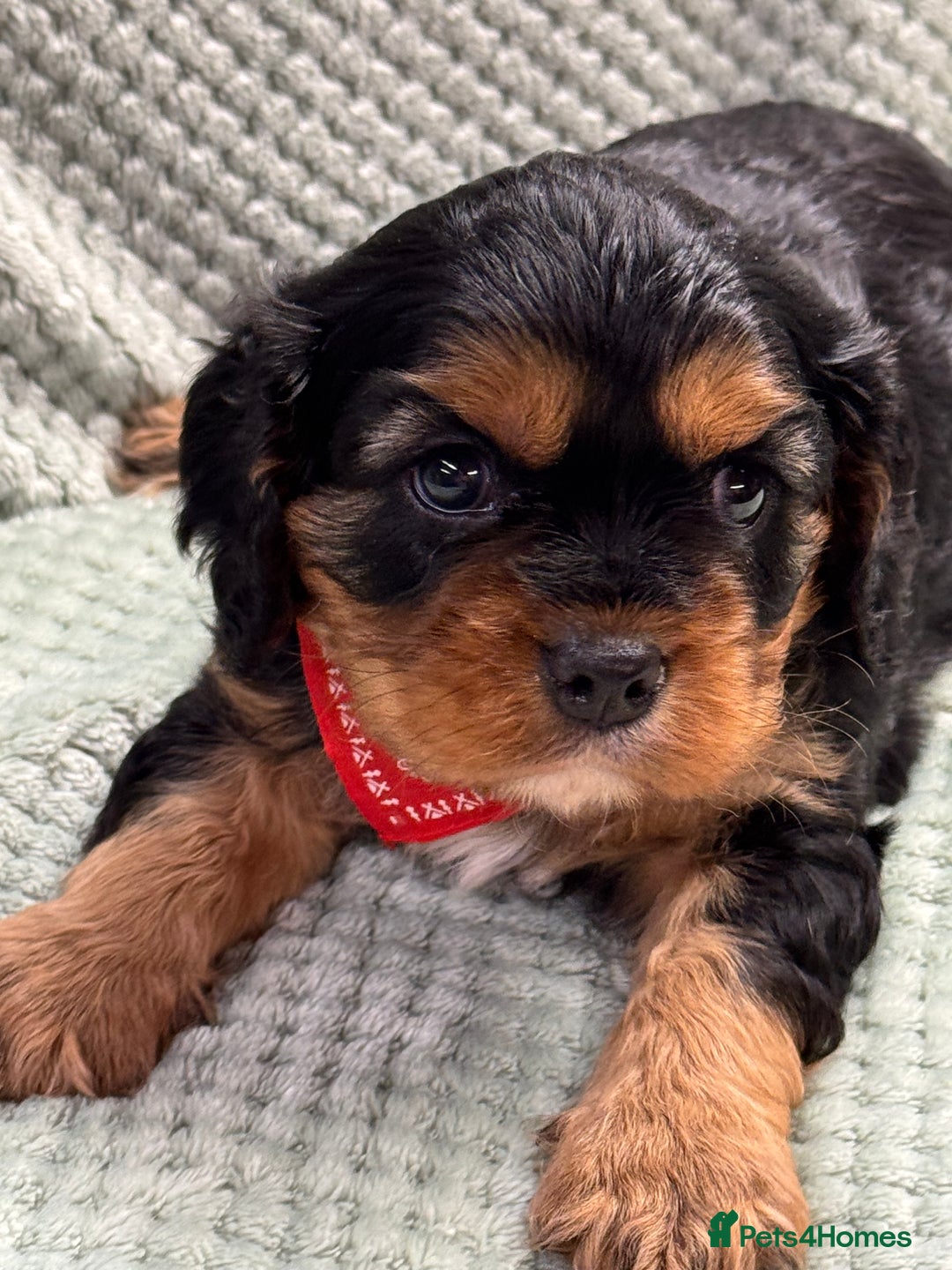 Cavalier King Charles Spaniel dogs for sale: Cavalier King Charles pups  - Advert 4