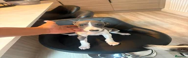 Bedlington whippet male 