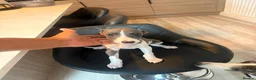 Mixed Breed dogs for sale: Bedlington whippets  - Advert 9