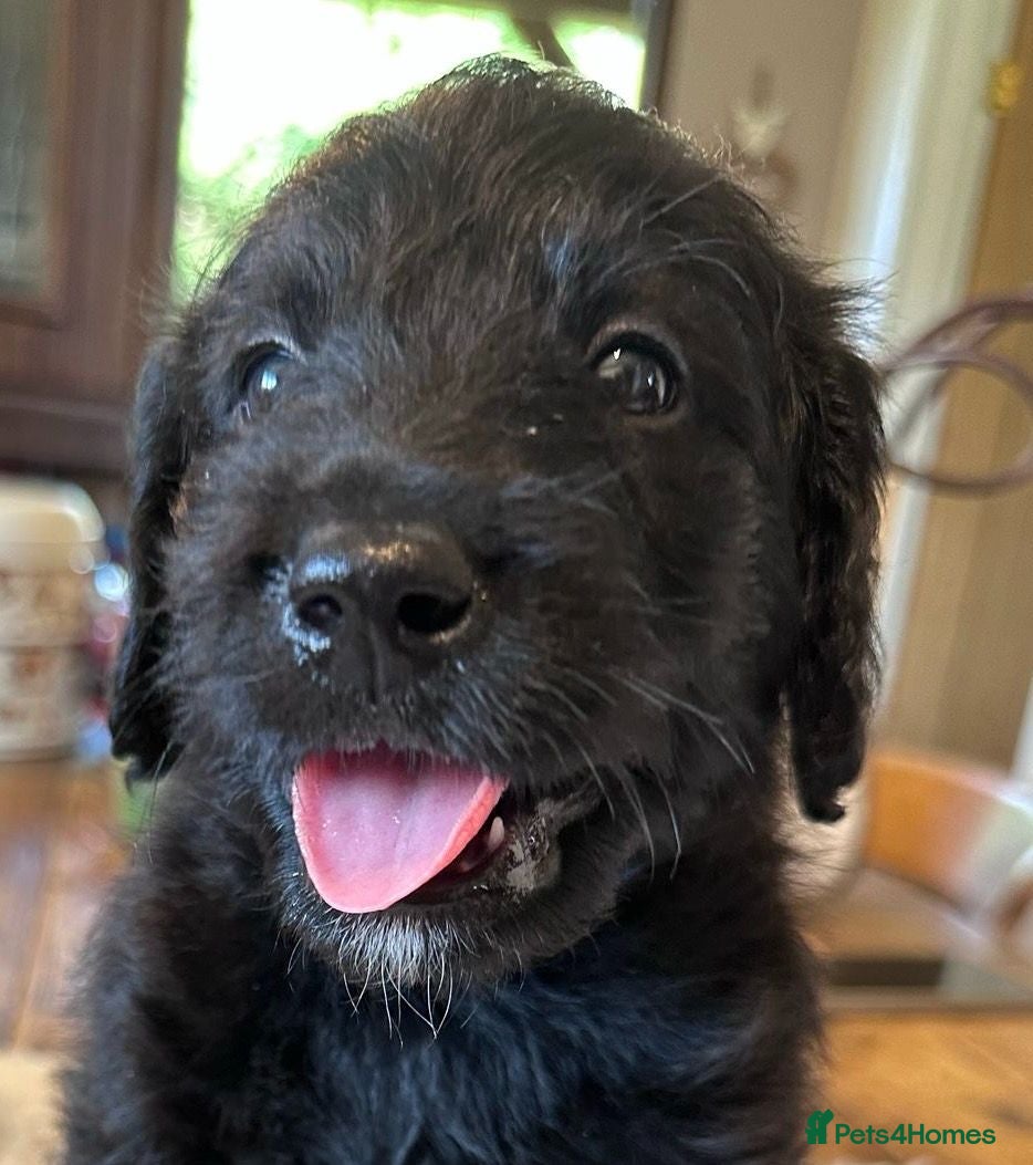 Labradoodle dogs Beautiful happy labradoodle puppies. Ready now - Advert 2