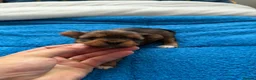 Yorkshire Terrier dogs for sale: 🌺 Pedigree Tiny Yorkie Puppies- Rare Colors 🌺 - Advert 5