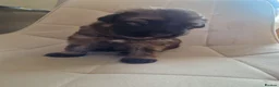 German Shepherd dogs for sale: 3 beautiful female gsd pups - Advert 9