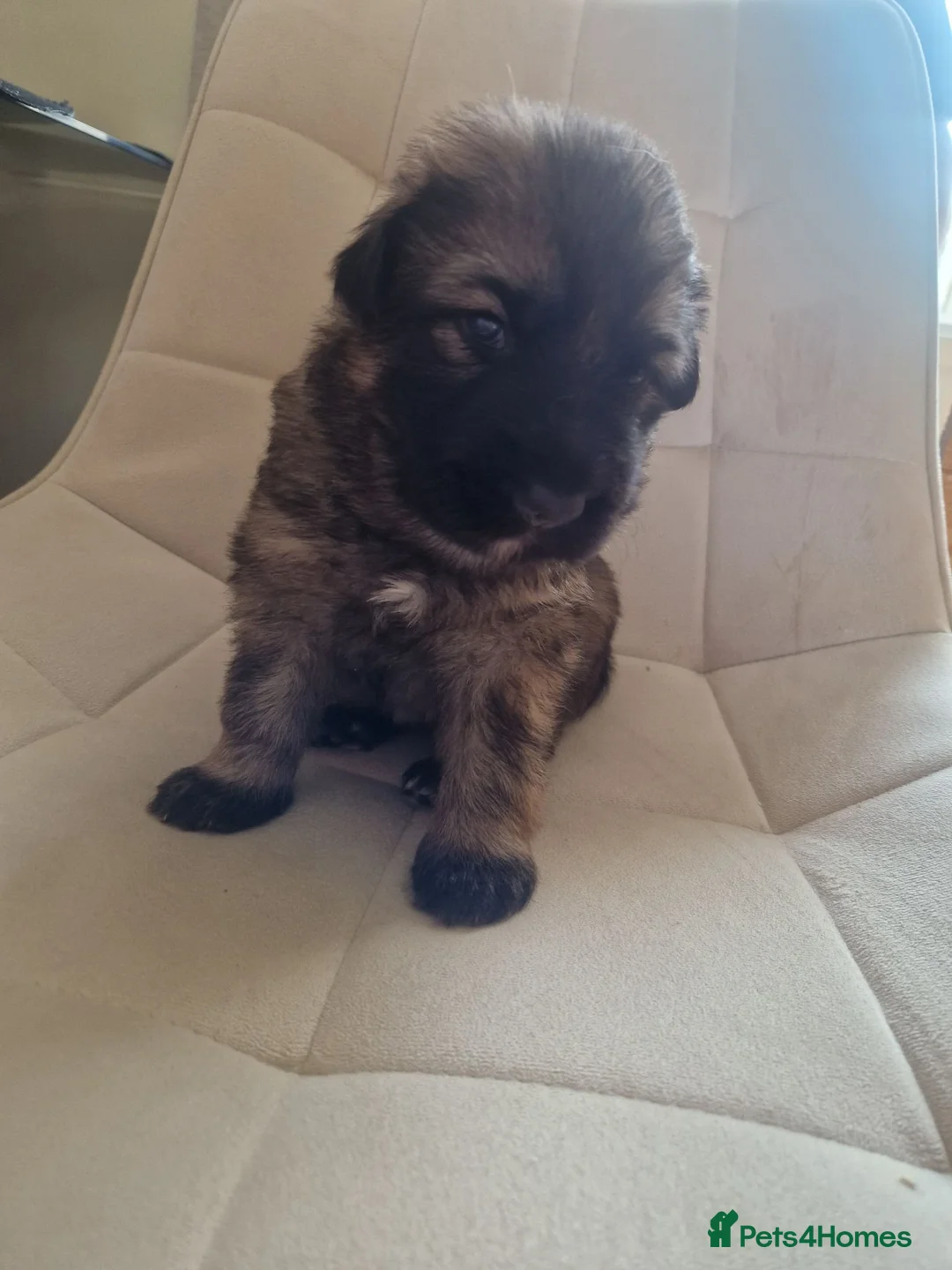 German Shepherd dogs for sale: 3 beautiful female gsd pups - Advert 9