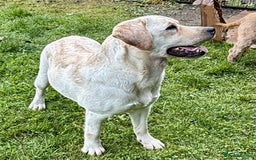 Labrador Retriever dogs for adoption: Lucia’s Story - Minutes from Death - Image 12