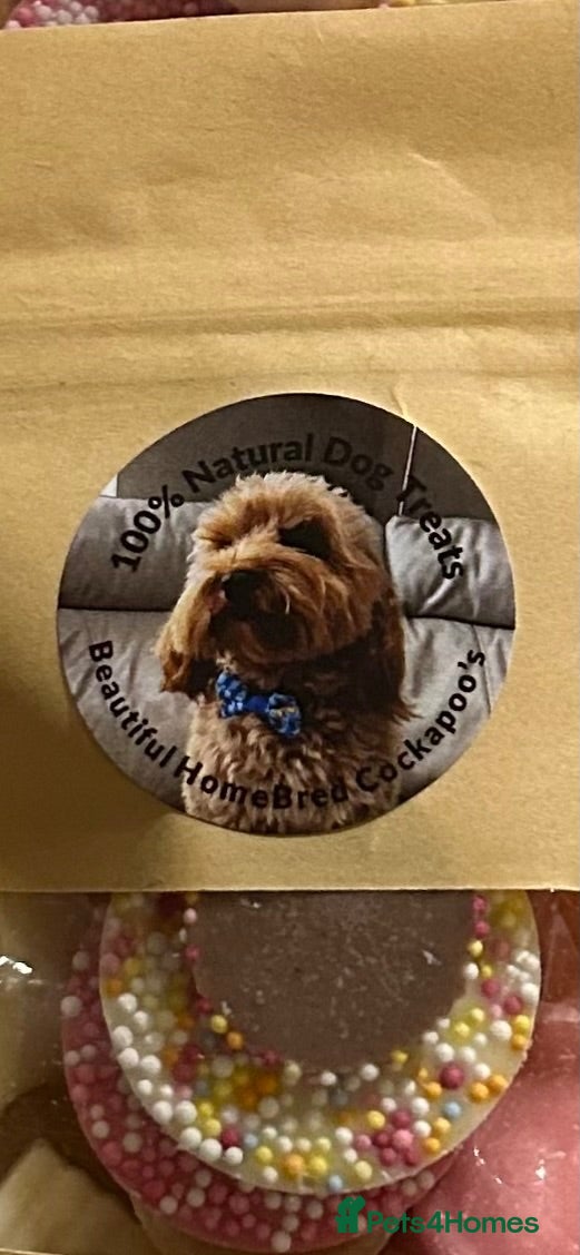 Cockapoo dogs Stunning Fully Health Tested F2b Cockapoo Proven ! - Advert 2