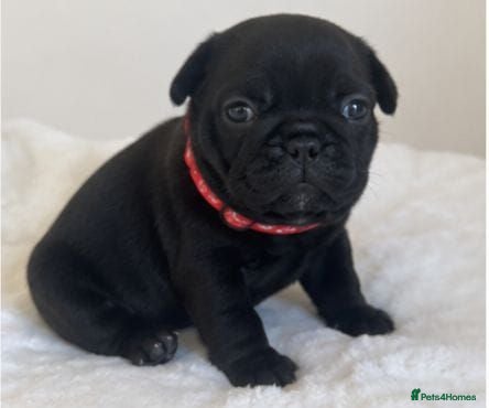 Staffordshire Bull Terrier dogs Beautiful Staffordshire Bull Terrier Puppies. - Advert 7