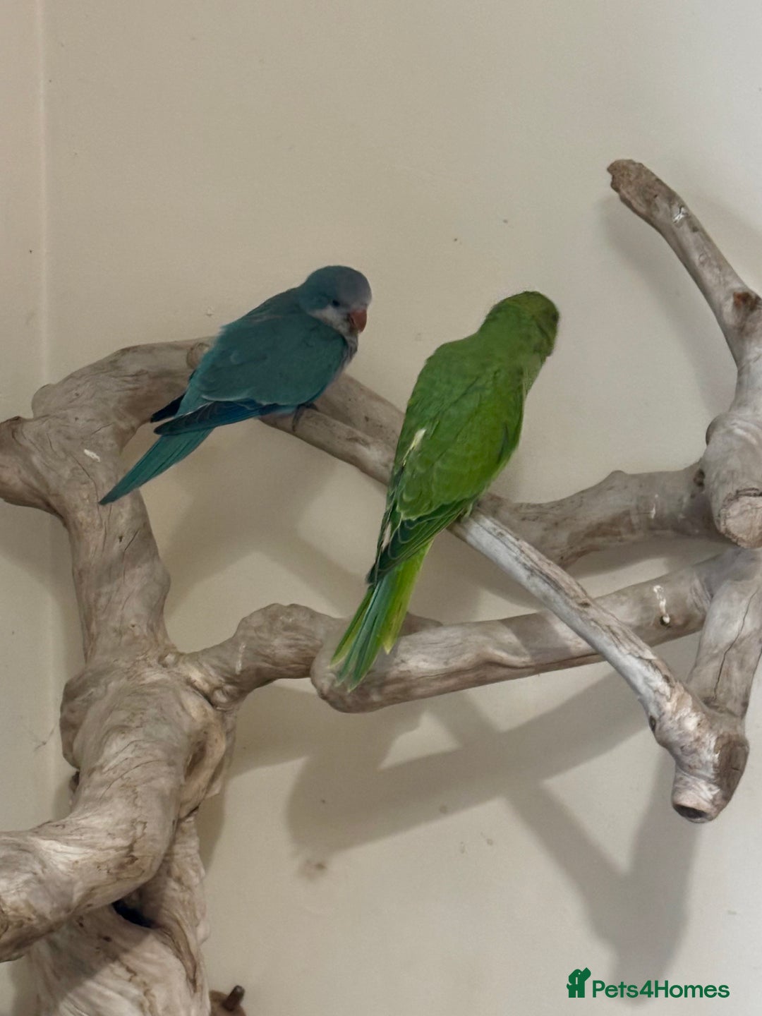 Ringnecks birds for sale: Hand Reared Green Indian Ringneck *READY NOW* - Image 4