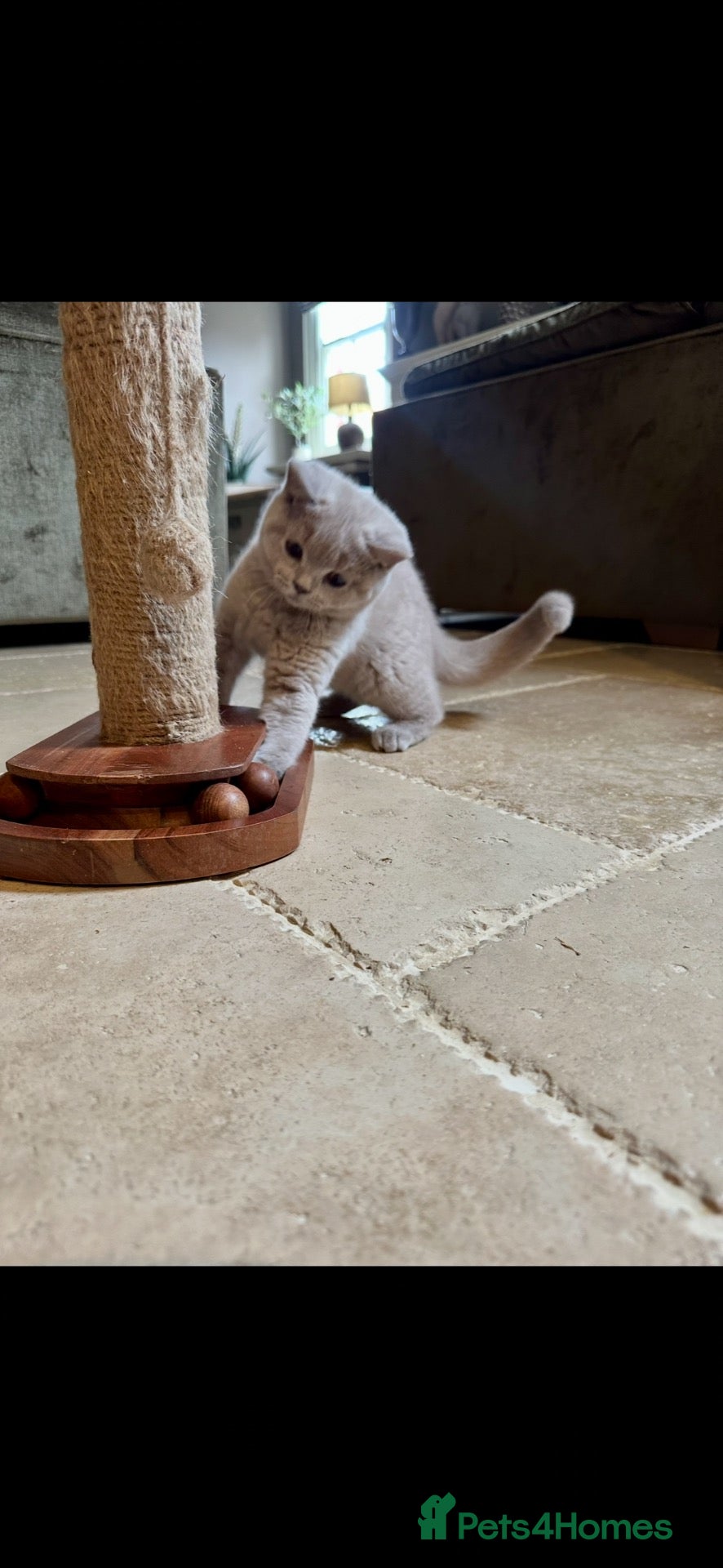 British Shorthair cats 5 Stunning BSH Blue and Lilac Kittens - Advert 2