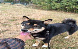 Japanese Shiba Inu dogs for sale: Lilo  - Image 1