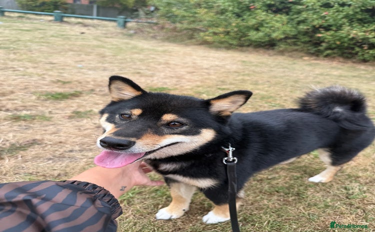 Japanese Shiba Inu dogs - Advert 1