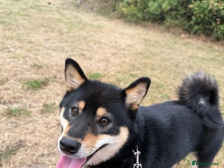 Japanese Shiba Inu dogs - Advert 10