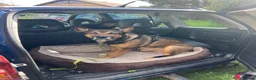 Mixed Breed dogs for sale: 7year old German shepherd x American bulldog - Advert 6
