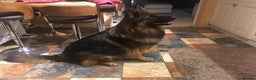 German Shepherd dogs for stud: STUNNING GERMAN SHEPHERD AT STUD in Doncaster - Advert 2