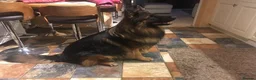 German Shepherd dogs for stud: STUNNING GERMAN SHEPHERD AT STUD in Doncaster - Advert 2