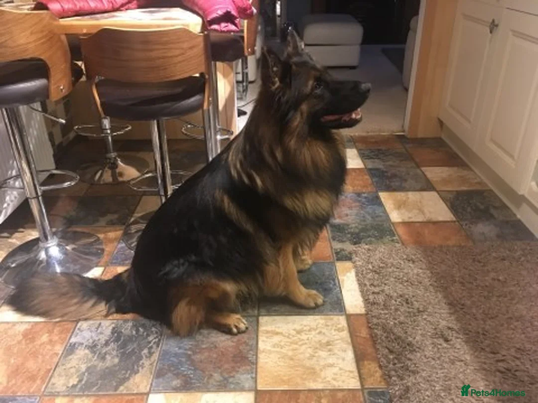 German Shepherd dogs for stud: STUNNING GERMAN SHEPHERD AT STUD in Doncaster - Advert 2