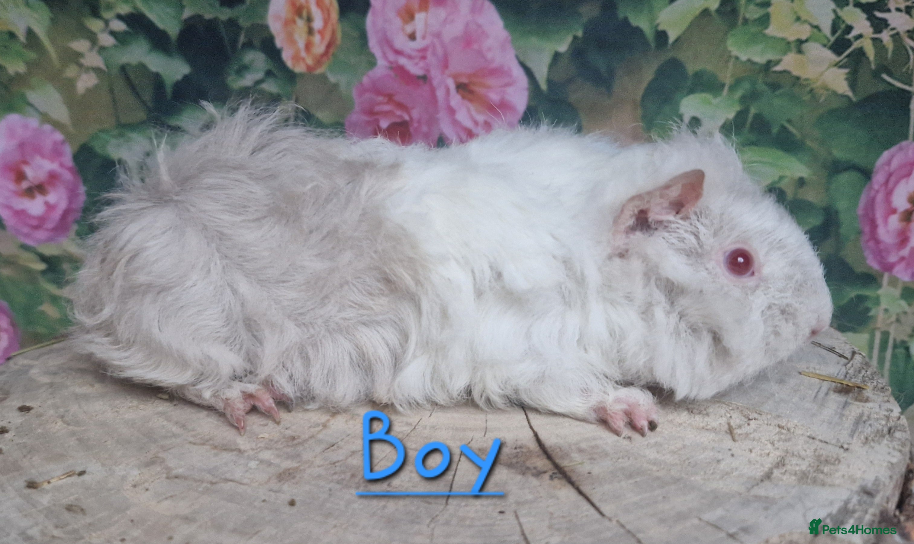 Guinea Pig rodents Mixed Guinea pigs available - Advert 1