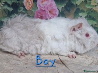 Guinea Pig rodents Mixed Guinea pigs available - Advert 1