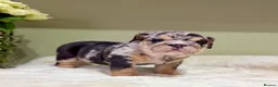 English Bulldog dogs for sale: Merle English Bulldog  in Wigan - Advert 10