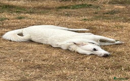 Mixed Breed dogs for adoption: Chance  - Advert 7