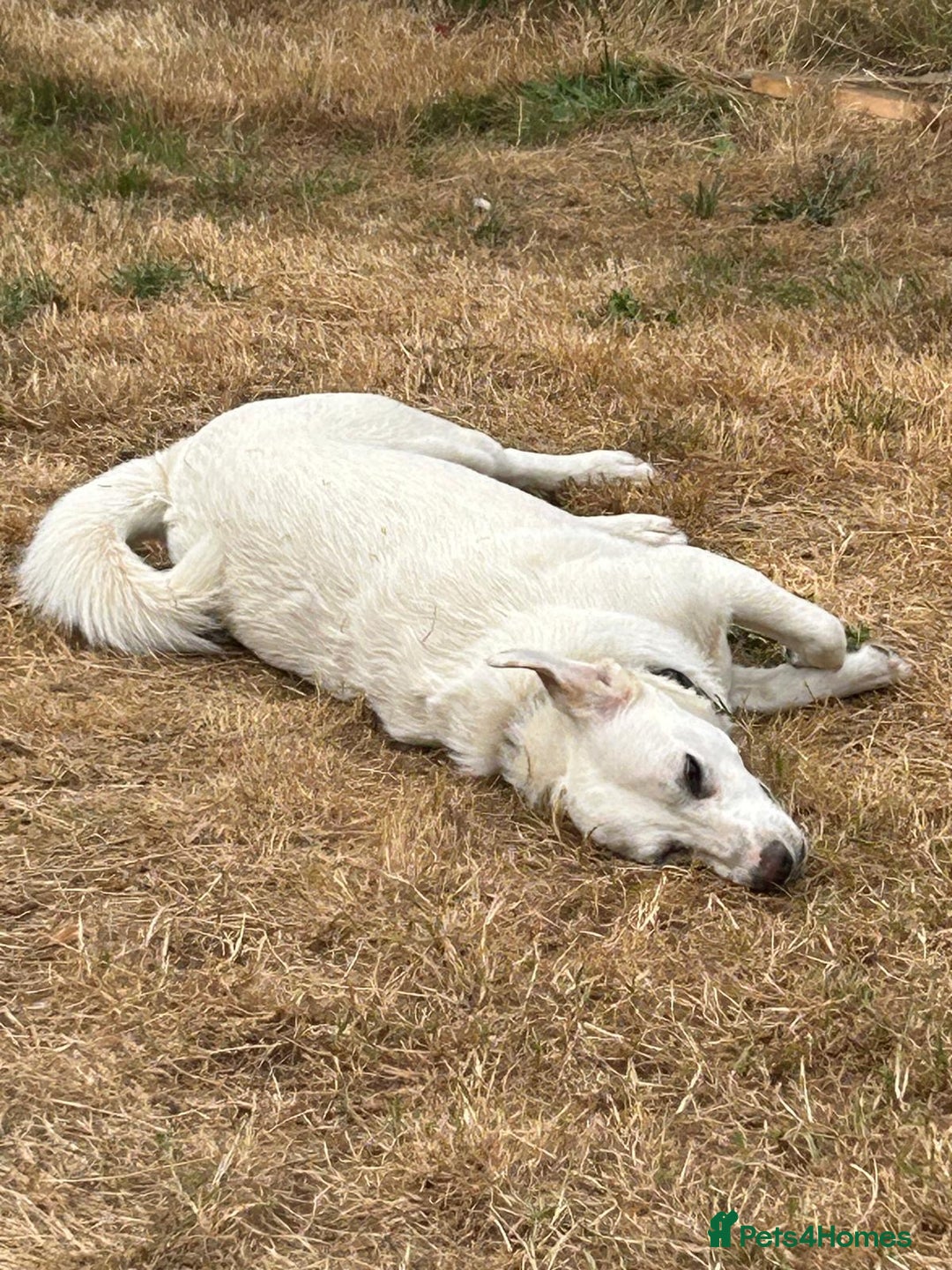 Mixed Breed dogs for adoption: Chance  - Advert 7