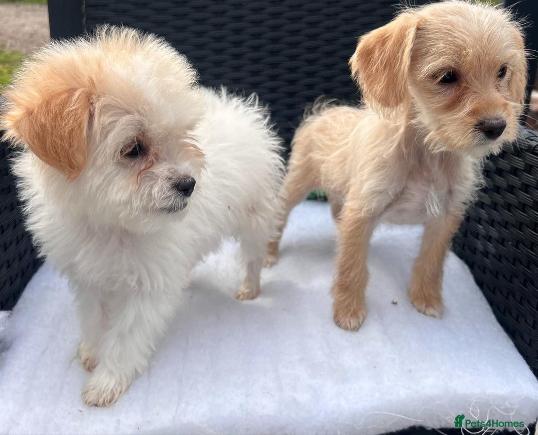 Mixed Breed dogs for sale: Jackapoo puppies - Image 6