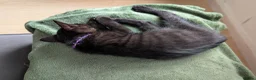 Mixed Breed cats for sale: 5 Adorable female kittens.  in Leicester - Advert 11