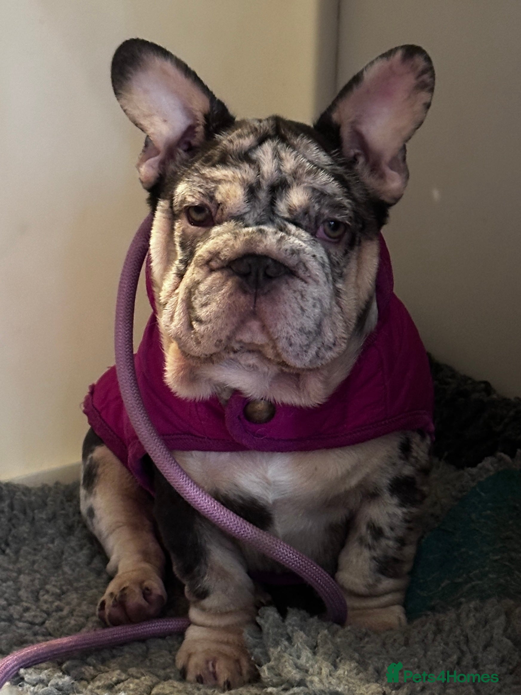 French Bulldog dogs Ready now-  Well bred, beautiful temperament pups - Advert 6