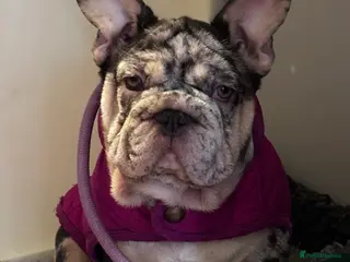 French Bulldog dogs Ready now- Well bred, beautiful temperament pups - Advert 6