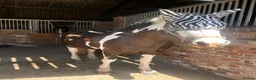Irish Cob horses for sale: Connie - 12 Year Old Cob Mare for Sale in Prescot - Advert 7