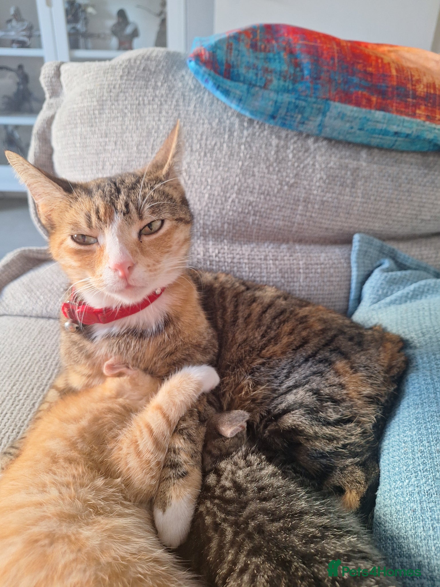 Mixed Breed cats 2 handsome ginger tabby/ tabby boys  - Advert 1