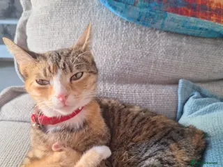 Mixed Breed cats 2 handsome ginger tabby/ tabby boys - Advert 1