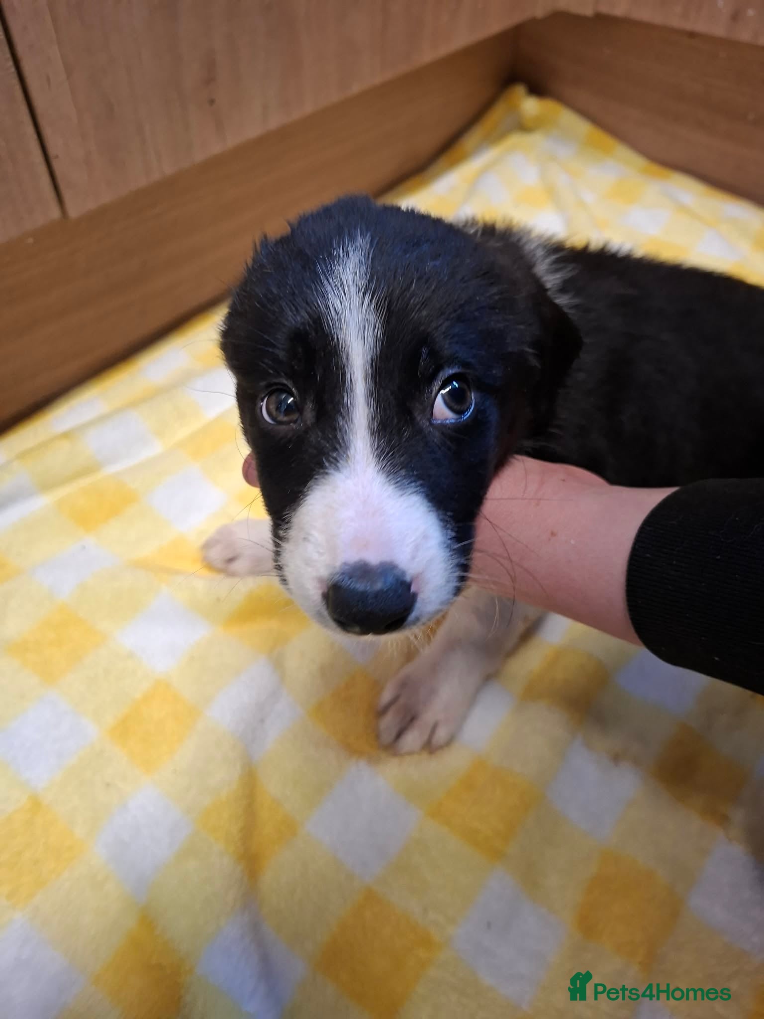 Border Collie dogs for sale: 4 male Border Collies for sale  - Advert 6