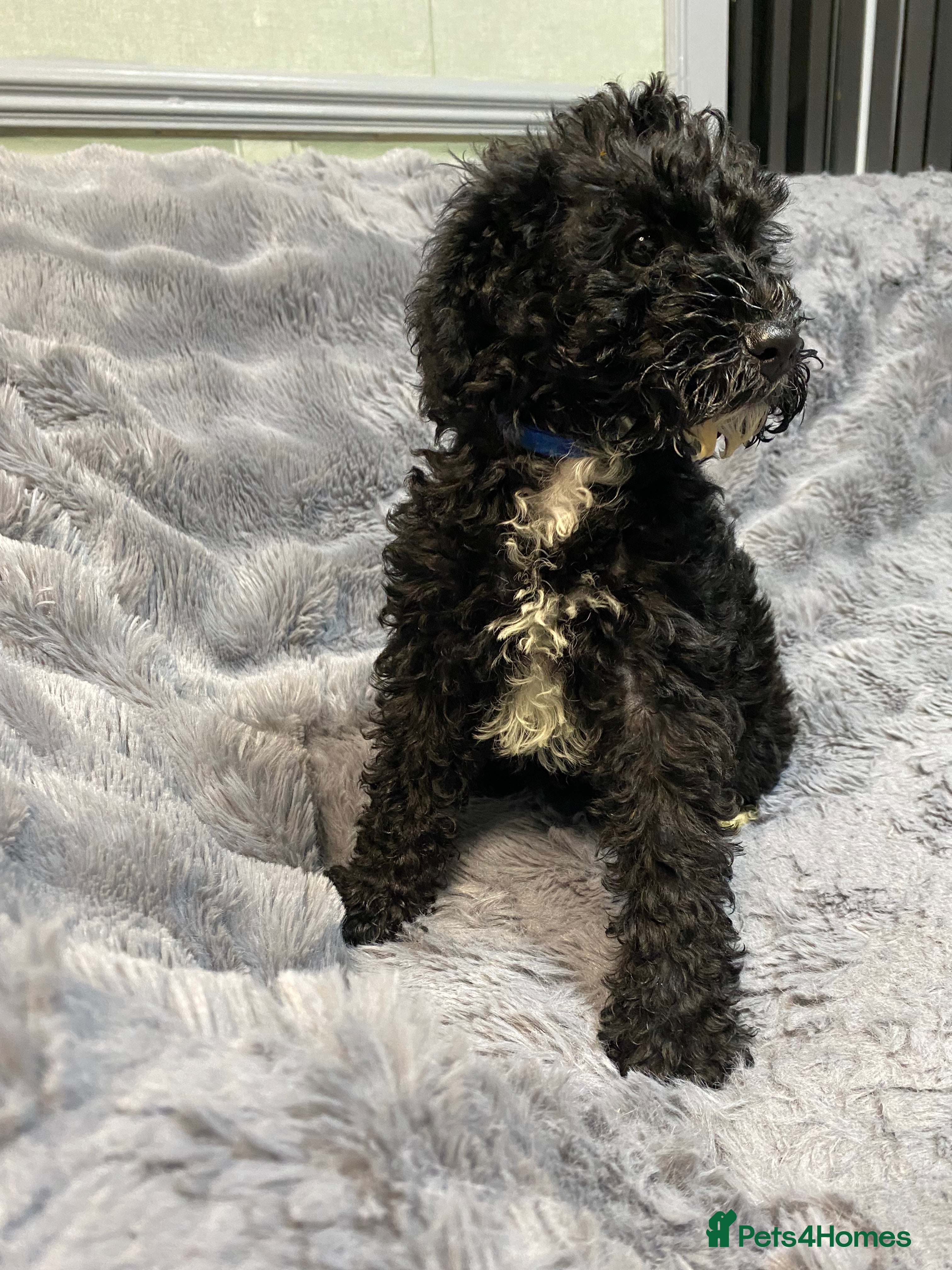Toy Poodle dogs Beautiful Toy Poodle Pups READY TO LEAVE NOW - Advert 1