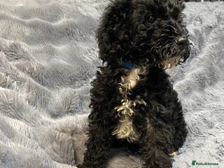 Toy Poodle dogs Beautiful Toy Poodle Pups READY TO LEAVE NOW - Advert 1