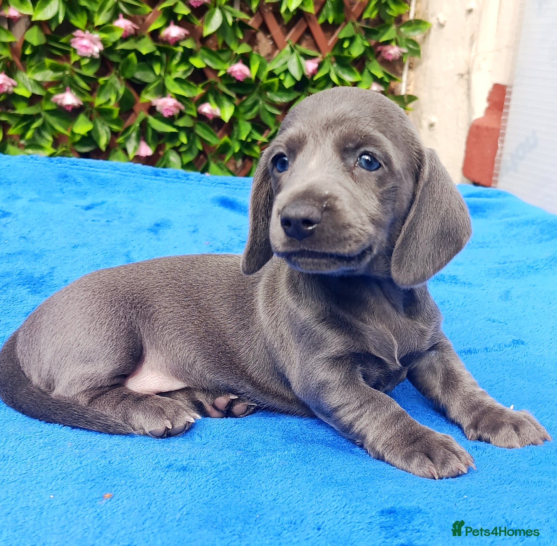 Miniature Dachshund dogs KC Reg PRA Clear mini solid colours  - Advert 2
