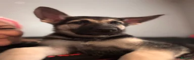 Dexter