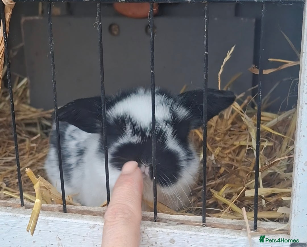 Mini Lion Lop rabbits for sale: Mini lionlops  - Advert 1