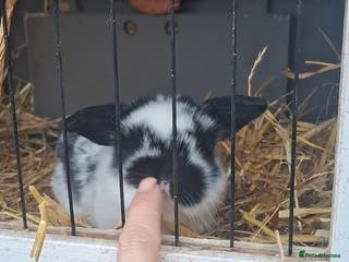 Mini Lion Lop rabbits Mini lionlops - Advert 13