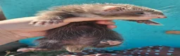 Ferret rodents for sale: Full and Semi angora kits  - Advert 8
