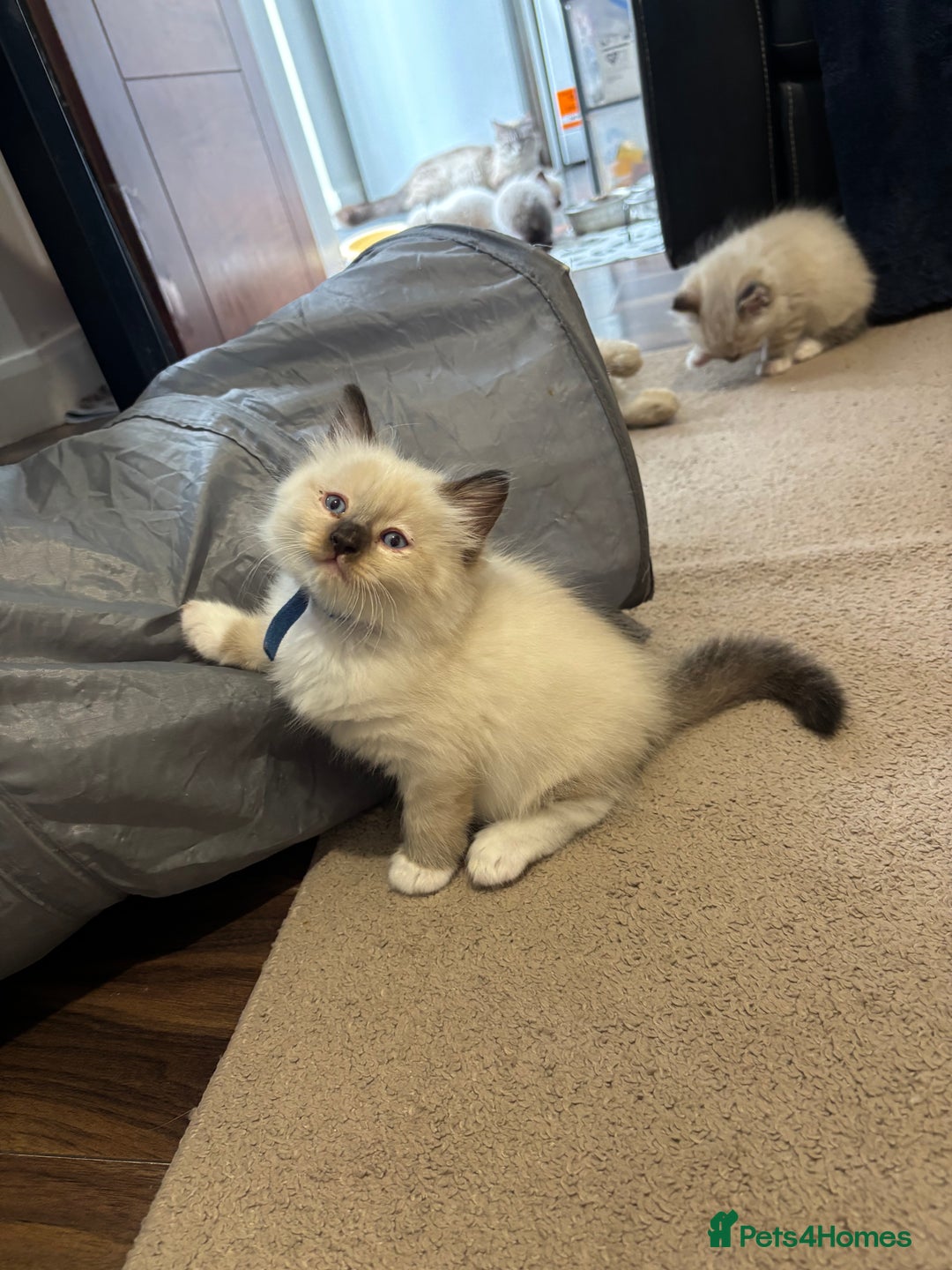 Ragdoll cats for sale: Ragdoll kittens - Image 18