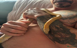 Corn Snake reptiles for sale: Female Yellow beautiful corn snake  - Image 4