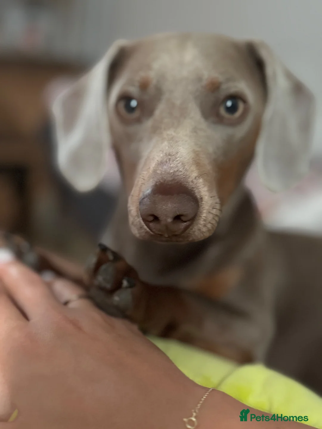 Dachshund dogs for sale: Mini Milo - Advert 5