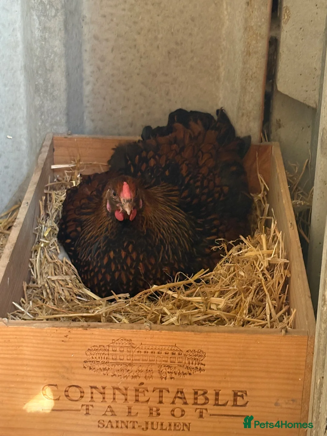 Chickens poultry for sale: Brahma and Wyandotte POL - Advert 3