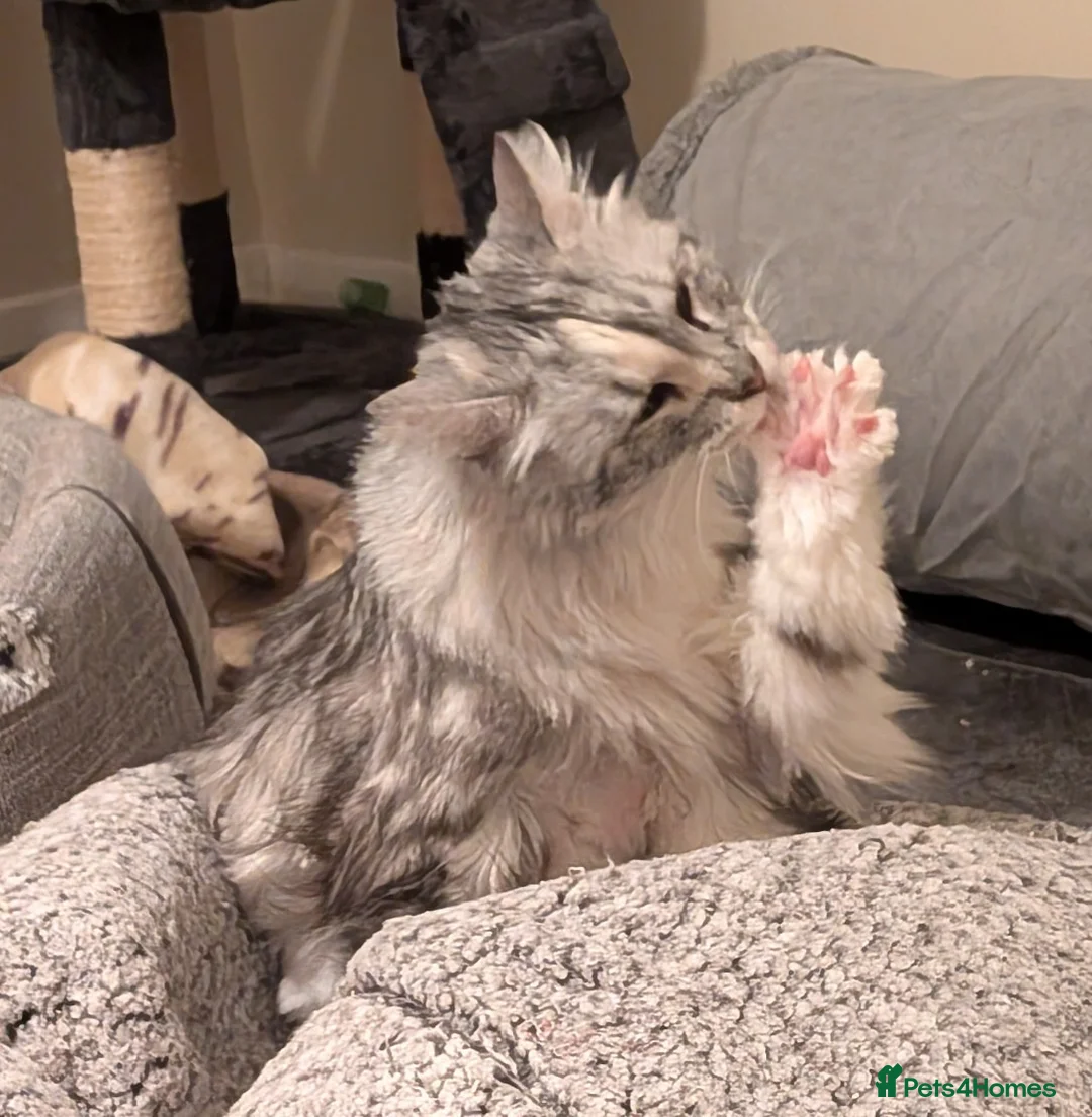 Norwegian Forest Cat cats for adoption: Beautiful Alice is in need of a retirement home - Advert 4