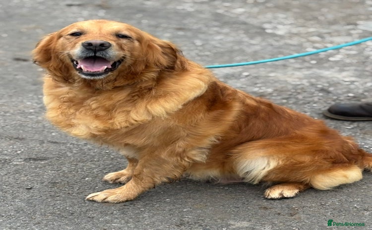 Golden Retriever dogs - Advert 1