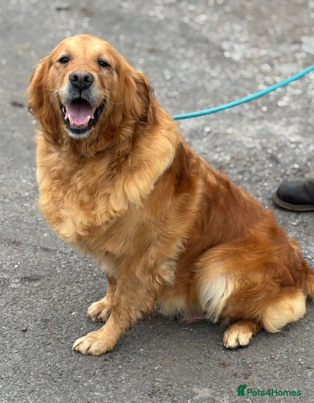 Golden Retriever dogs for sale: Beautiful Golden Retriever girl available  - Image 1