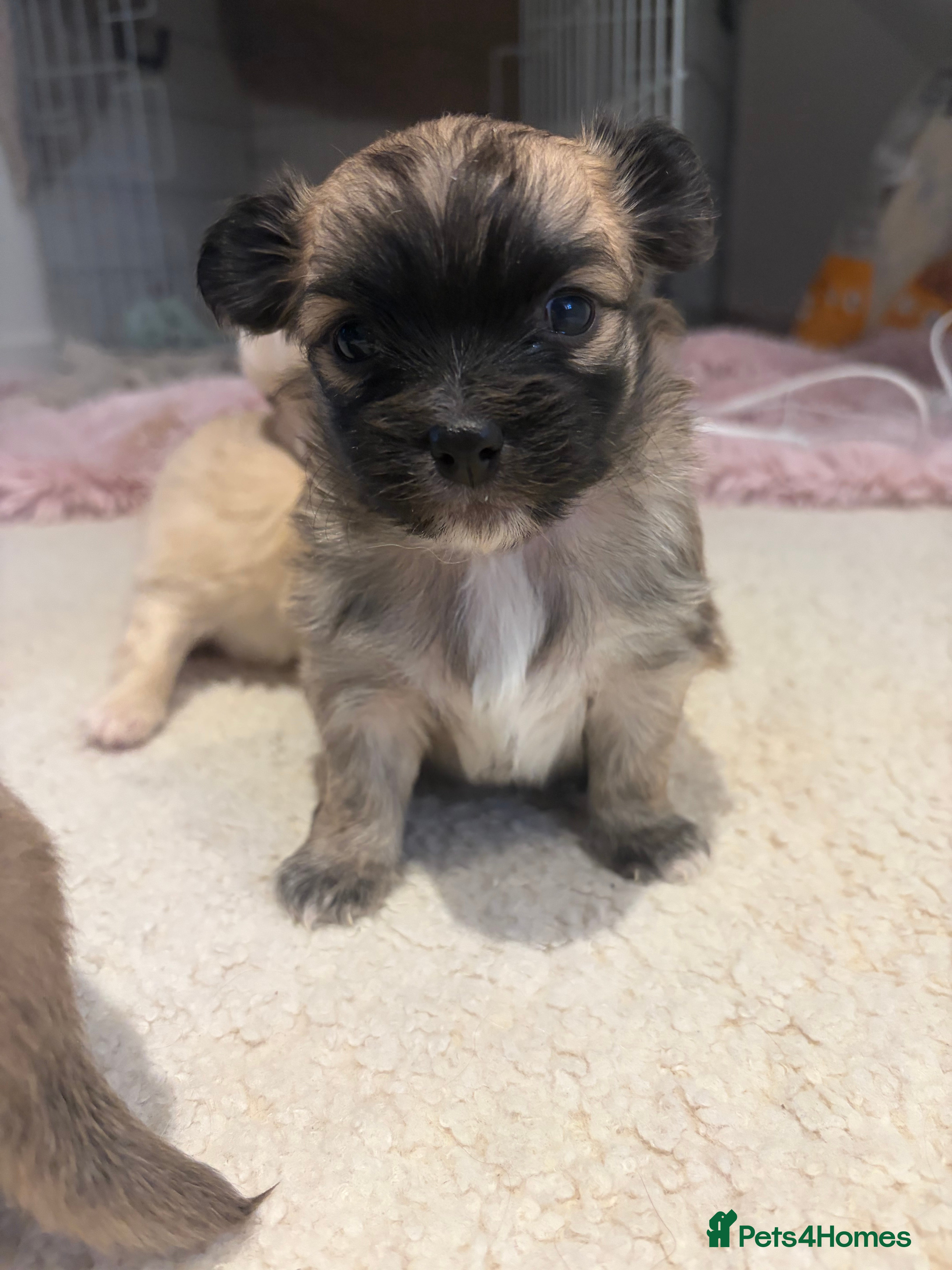 Chihuahua dogs Long hair chihuahua puppies - Advert 4