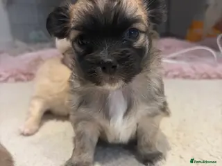 Chihuahua dogs Long hair chihuahua puppies - Advert 4