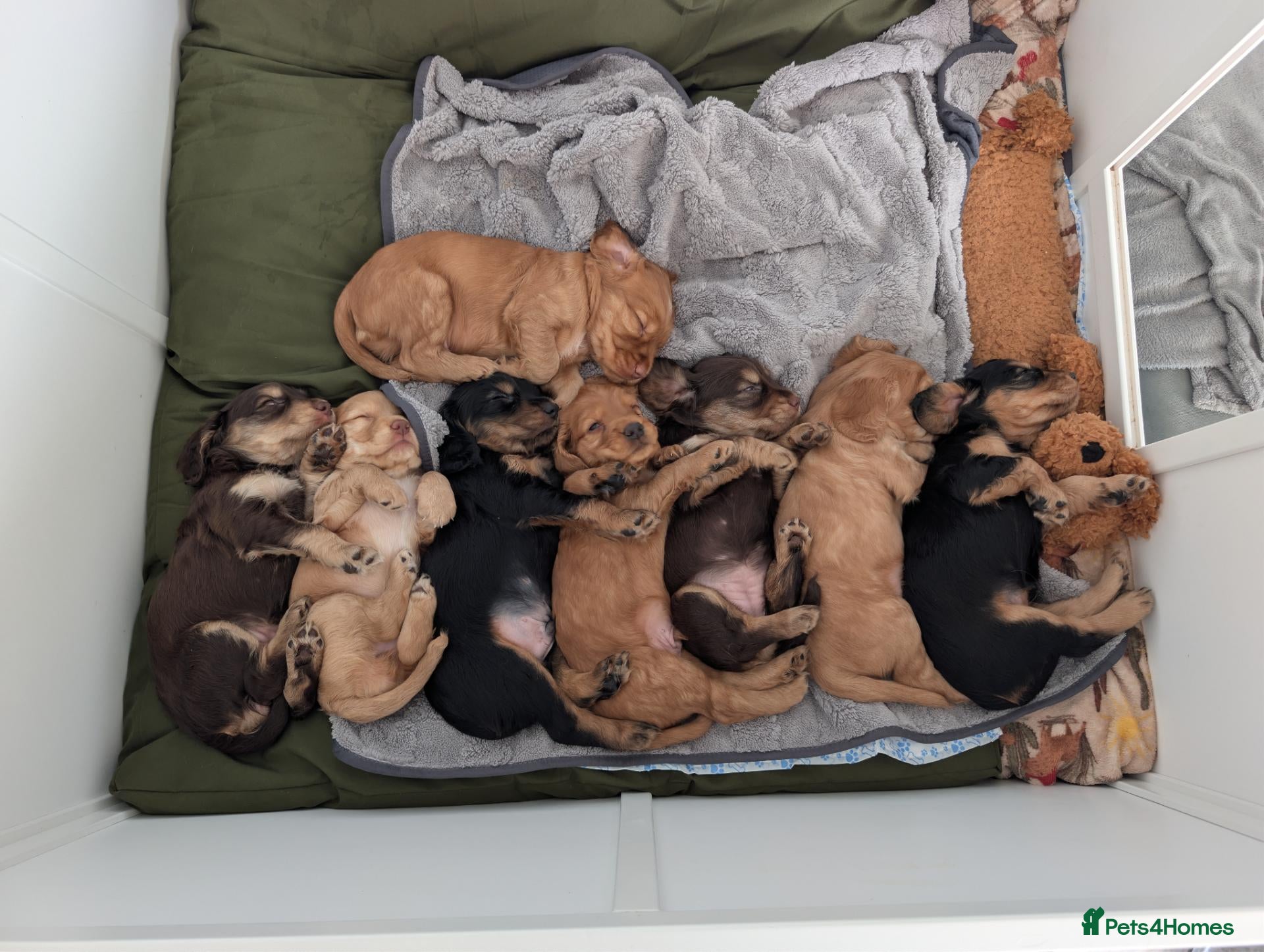 Cocker Spaniel dogs Gorgeous Show Cocker Spaniel Puppies  - Advert 1