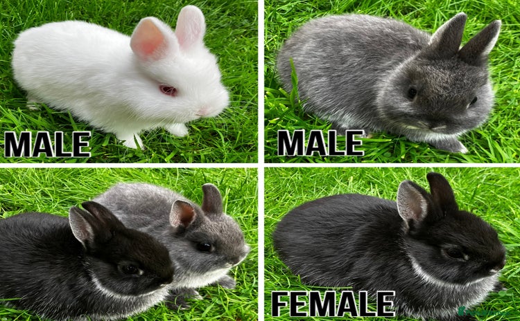 Netherland Dwarf rabbits - Advert 7